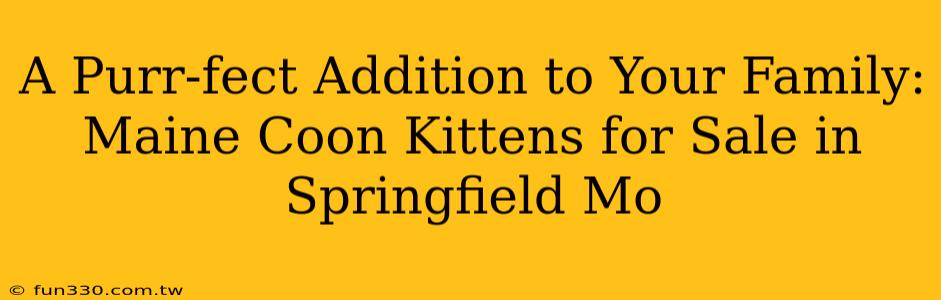 A Purr-fect Addition to Your Family: Maine Coon Kittens for Sale in Springfield Mo