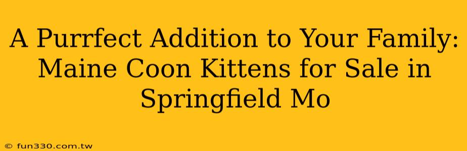 A Purrfect Addition to Your Family: Maine Coon Kittens for Sale in Springfield Mo