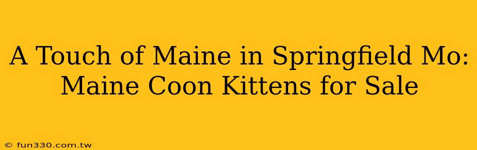 A Touch of Maine in Springfield Mo: Maine Coon Kittens for Sale