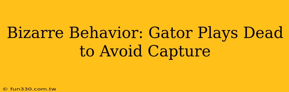 Bizarre Behavior: Gator Plays Dead to Avoid Capture