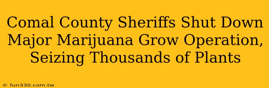 Comal County Sheriffs Shut Down Major Marijuana Grow Operation, Seizing Thousands of Plants