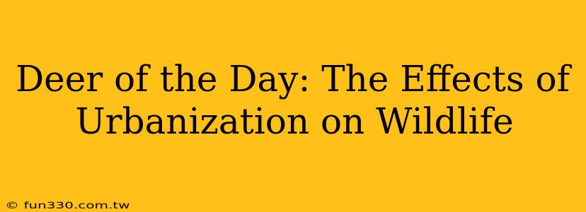 Deer of the Day: The Effects of Urbanization on Wildlife