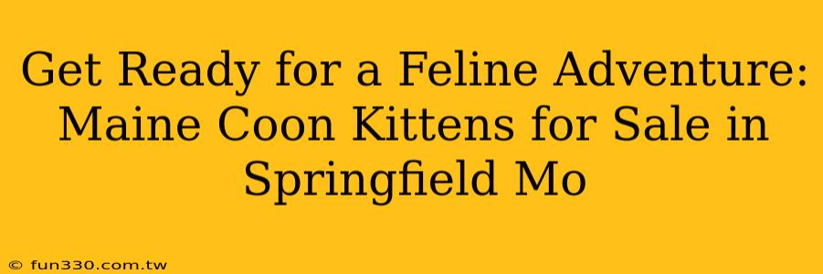 Get Ready for a Feline Adventure: Maine Coon Kittens for Sale in Springfield Mo