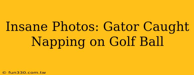 Insane Photos: Gator Caught Napping on Golf Ball