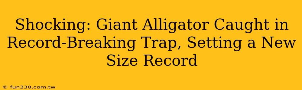 Shocking: Giant Alligator Caught in Record-Breaking Trap, Setting a New Size Record