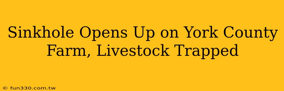 Sinkhole Opens Up on York County Farm, Livestock Trapped