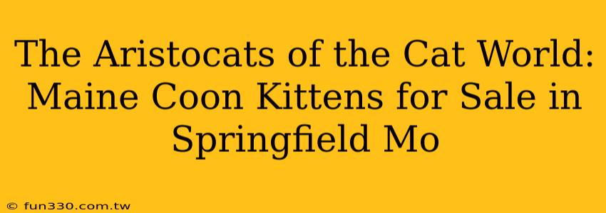 The Aristocats of the Cat World: Maine Coon Kittens for Sale in Springfield Mo