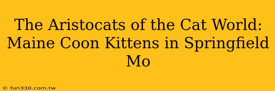 The Aristocats of the Cat World: Maine Coon Kittens in Springfield Mo