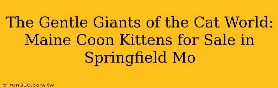 The Gentle Giants of the Cat World: Maine Coon Kittens for Sale in Springfield Mo