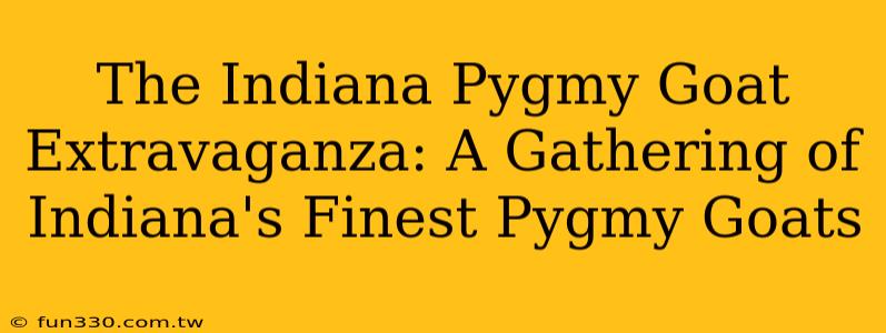 The Indiana Pygmy Goat Extravaganza: A Gathering of Indiana's Finest Pygmy Goats