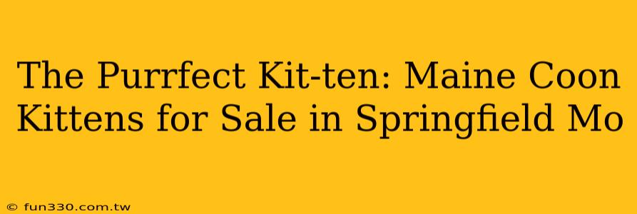 The Purrfect Kit-ten: Maine Coon Kittens for Sale in Springfield Mo