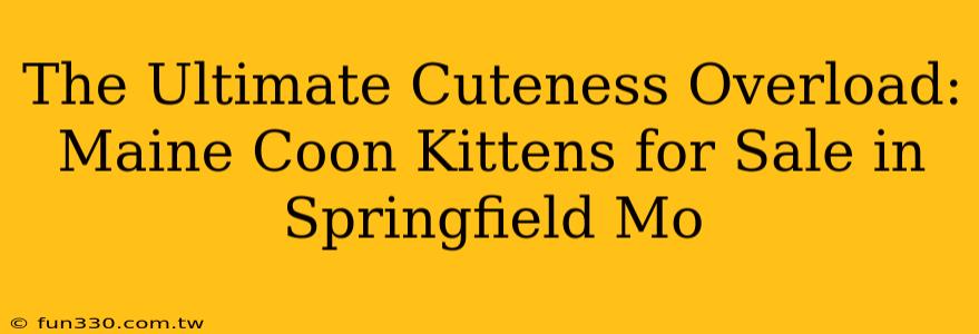 The Ultimate Cuteness Overload: Maine Coon Kittens for Sale in Springfield Mo